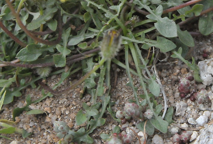Robertia taraxacoides / Costolina appenninica